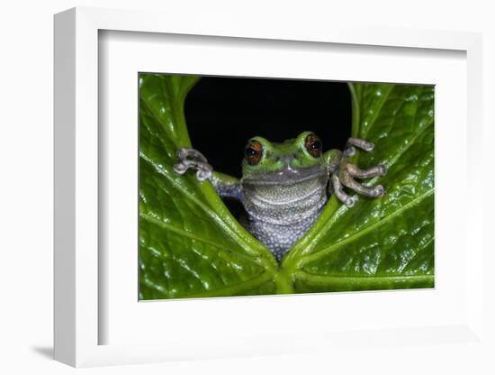 San Lucas Marsupial Frog, Andes, Ecuador-Pete Oxford-Framed Photographic Print