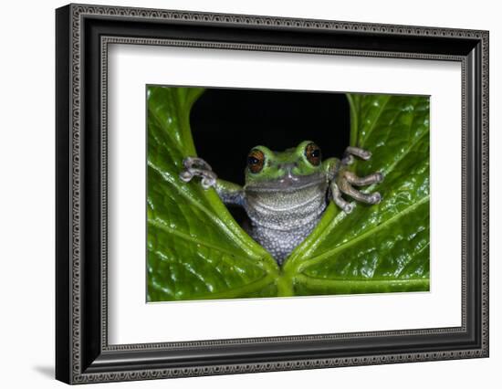 San Lucas Marsupial Frog, Andes, Ecuador-Pete Oxford-Framed Photographic Print