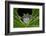 San Lucas Marsupial Frog, Andes, Ecuador-Pete Oxford-Framed Photographic Print