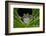 San Lucas Marsupial Frog, Andes, Ecuador-Pete Oxford-Framed Photographic Print