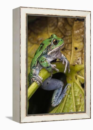 San Lucas Marsupial Frog, Andes, Ecuador-Pete Oxford-Framed Premier Image Canvas