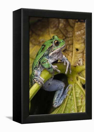 San Lucas Marsupial Frog, Andes, Ecuador-Pete Oxford-Framed Premier Image Canvas