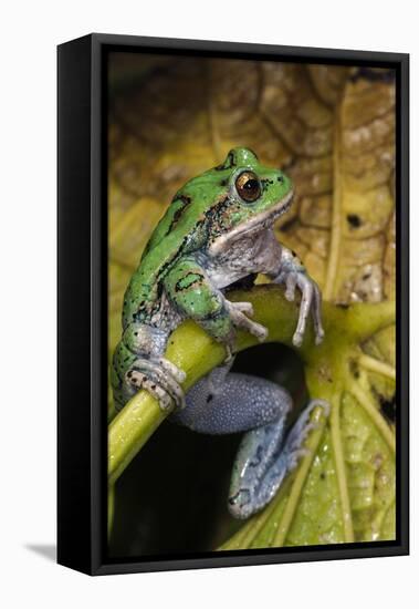 San Lucas Marsupial Frog, Andes, Ecuador-Pete Oxford-Framed Premier Image Canvas