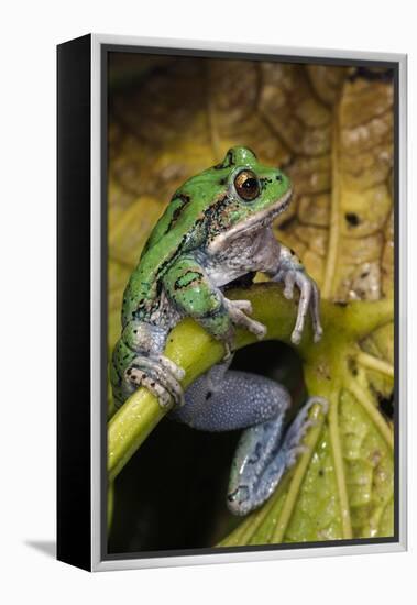 San Lucas Marsupial Frog, Andes, Ecuador-Pete Oxford-Framed Premier Image Canvas