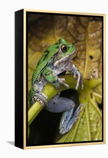 San Lucas Marsupial Frog, Andes, Ecuador-Pete Oxford-Framed Premier Image Canvas