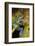 San Lucas Marsupial Frog, Andes, Ecuador-Pete Oxford-Framed Photographic Print