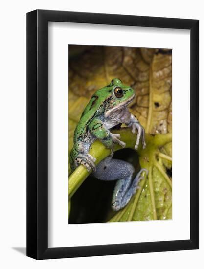 San Lucas Marsupial Frog, Andes, Ecuador-Pete Oxford-Framed Photographic Print