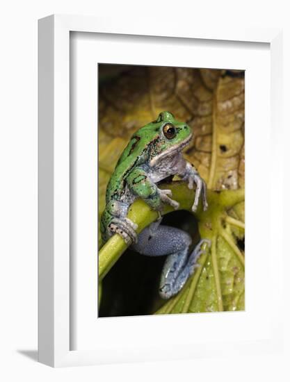 San Lucas Marsupial Frog, Andes, Ecuador-Pete Oxford-Framed Photographic Print