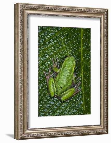 San Lucas Marsupial Frog, Andes, Ecuador-Pete Oxford-Framed Photographic Print