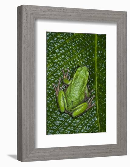 San Lucas Marsupial Frog, Andes, Ecuador-Pete Oxford-Framed Photographic Print