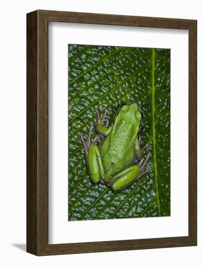 San Lucas Marsupial Frog, Andes, Ecuador-Pete Oxford-Framed Photographic Print