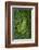 San Lucas Marsupial Frog, Andes, Ecuador-Pete Oxford-Framed Photographic Print