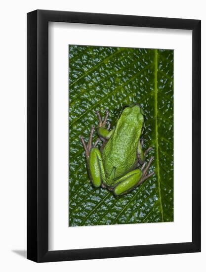 San Lucas Marsupial Frog, Andes, Ecuador-Pete Oxford-Framed Photographic Print