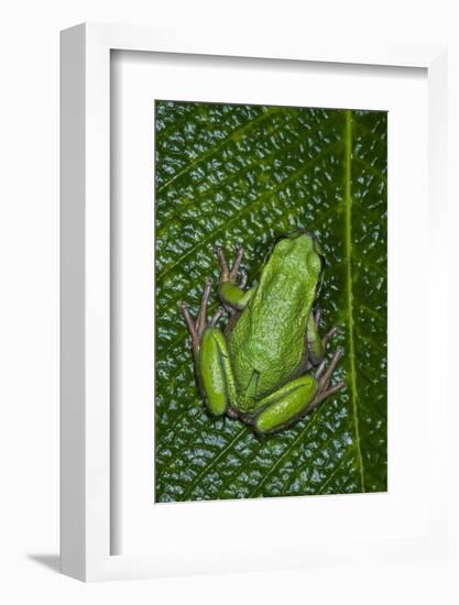 San Lucas Marsupial Frog, Andes, Ecuador-Pete Oxford-Framed Photographic Print