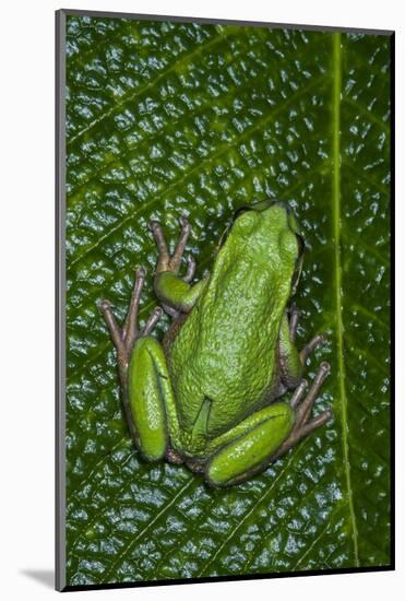 San Lucas Marsupial Frog, Andes, Ecuador-Pete Oxford-Mounted Photographic Print