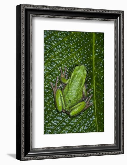 San Lucas Marsupial Frog, Andes, Ecuador-Pete Oxford-Framed Photographic Print