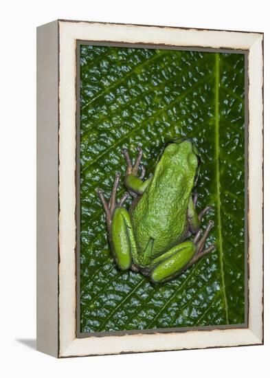 San Lucas Marsupial Frog, Andes, Ecuador-Pete Oxford-Framed Premier Image Canvas