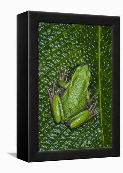 San Lucas Marsupial Frog, Andes, Ecuador-Pete Oxford-Framed Premier Image Canvas