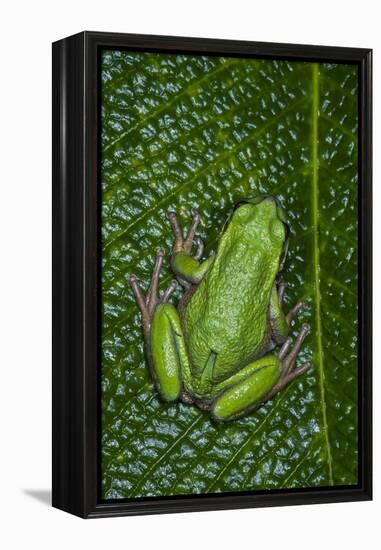 San Lucas Marsupial Frog, Andes, Ecuador-Pete Oxford-Framed Premier Image Canvas