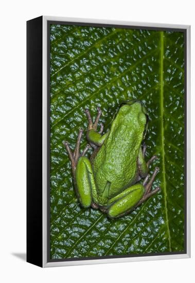 San Lucas Marsupial Frog, Andes, Ecuador-Pete Oxford-Framed Premier Image Canvas