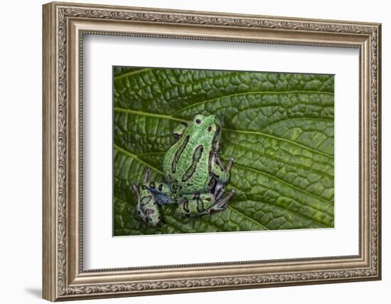 San Lucas Marsupial Frog, Andes, Ecuador-Pete Oxford-Framed Photographic Print