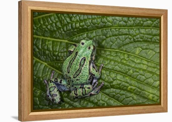 San Lucas Marsupial Frog, Andes, Ecuador-Pete Oxford-Framed Premier Image Canvas