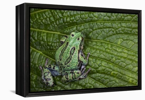 San Lucas Marsupial Frog, Andes, Ecuador-Pete Oxford-Framed Premier Image Canvas