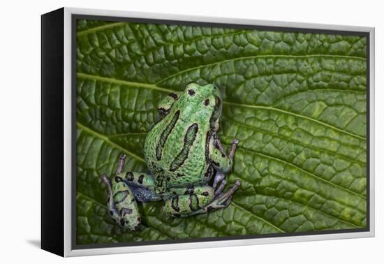 San Lucas Marsupial Frog, Andes, Ecuador-Pete Oxford-Framed Premier Image Canvas