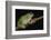 San Lucas Marsupial Frog, Ecuador-Pete Oxford-Framed Photographic Print