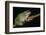 San Lucas Marsupial Frog, Ecuador-Pete Oxford-Framed Photographic Print