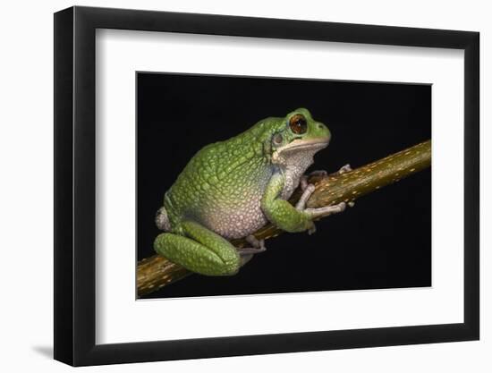 San Lucas Marsupial Frog, Ecuador-Pete Oxford-Framed Photographic Print