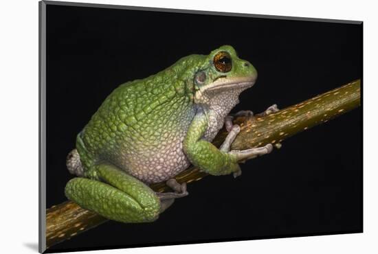 San Lucas Marsupial Frog, Ecuador-Pete Oxford-Mounted Photographic Print