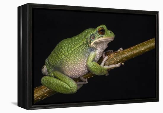 San Lucas Marsupial Frog, Ecuador-Pete Oxford-Framed Premier Image Canvas