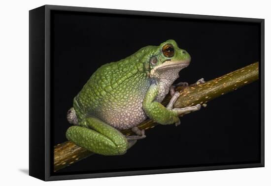 San Lucas Marsupial Frog, Ecuador-Pete Oxford-Framed Premier Image Canvas