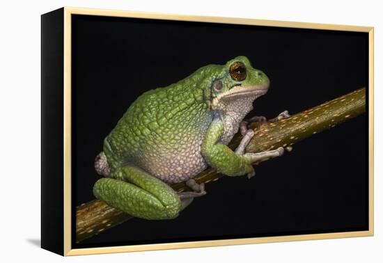 San Lucas Marsupial Frog, Ecuador-Pete Oxford-Framed Premier Image Canvas