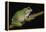 San Lucas Marsupial Frog, Ecuador-Pete Oxford-Framed Premier Image Canvas