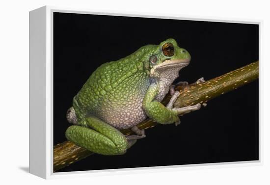 San Lucas Marsupial Frog, Ecuador-Pete Oxford-Framed Premier Image Canvas