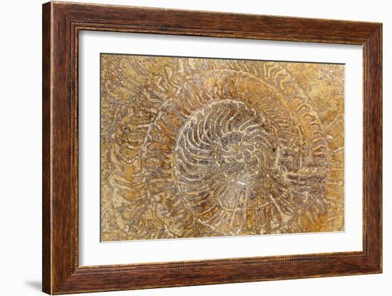 San Miguel Fossils I-Kathy Mahan-Framed Photographic Print