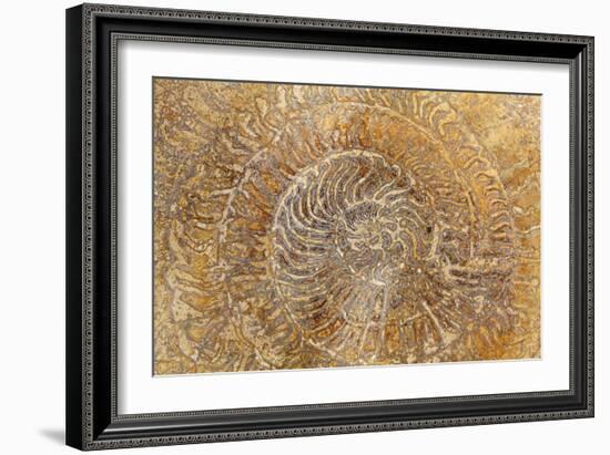 San Miguel Fossils I-Kathy Mahan-Framed Photographic Print