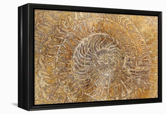 San Miguel Fossils I-Kathy Mahan-Framed Premier Image Canvas