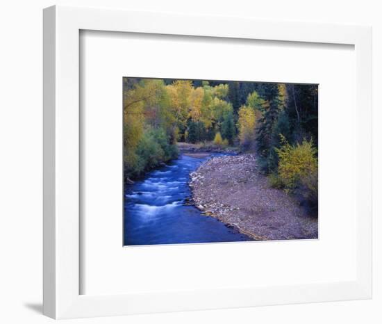 San Miguel River and Aspens in Autumn, Colorado, USA-Julie Eggers-Framed Photographic Print