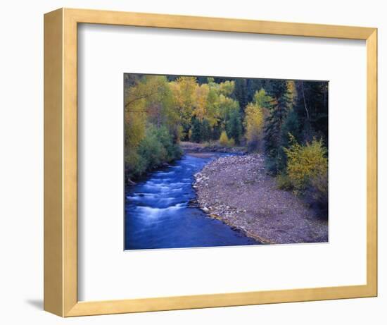 San Miguel River and Aspens in Autumn, Colorado, USA-Julie Eggers-Framed Photographic Print