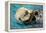 San Simeon, CA - Sea Otter-Lantern Press-Framed Stretched Canvas