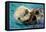 San Simeon, CA - Sea Otter-Lantern Press-Framed Stretched Canvas