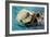 San Simeon, CA - Sea Otter-Lantern Press-Framed Art Print