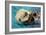 San Simeon, CA - Sea Otter-Lantern Press-Framed Art Print