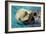 San Simeon, CA - Sea Otter-Lantern Press-Framed Art Print