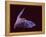 Sanborn's Long-nosed Bat, Arizona, USA-David Northcott-Framed Premier Image Canvas