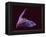 Sanborn's Long-nosed Bat, Arizona, USA-David Northcott-Framed Premier Image Canvas