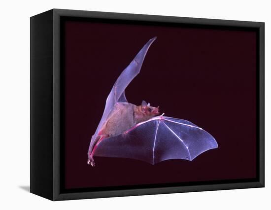 Sanborn's Long-nosed Bat, Arizona, USA-David Northcott-Framed Premier Image Canvas